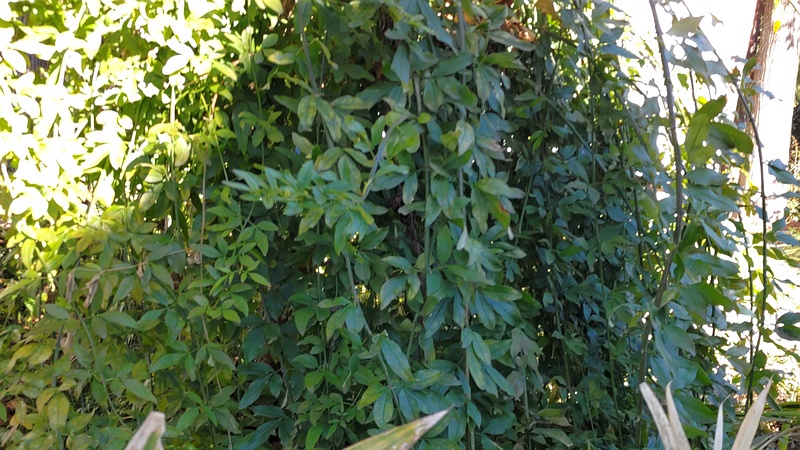 オウバイモドキ 横浜市旭区希望が丘ふれあいの森公園