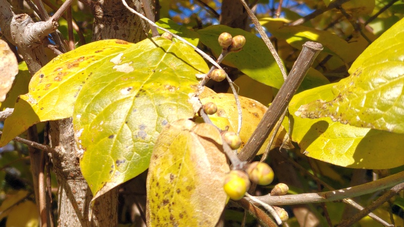 ロウバイの蕾 横浜市旭区中希望が丘