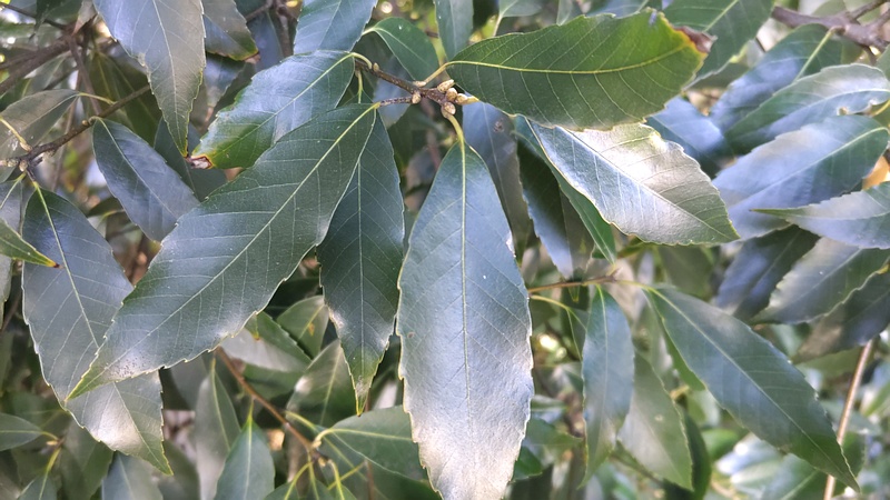 シラカシの芽 横浜市瀬谷区長屋門公園