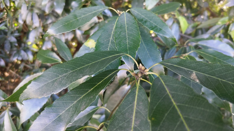 シラカシの芽 横浜市瀬谷区長屋門公園
