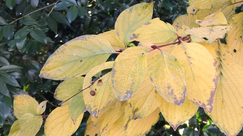 ミズキ 横浜市瀬谷区長屋門公園