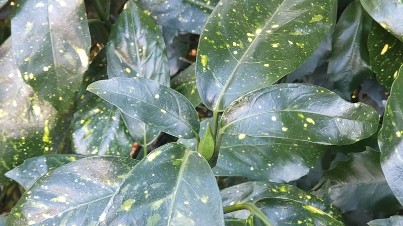 アオキの蕾 横浜市瀬谷区長屋門公園