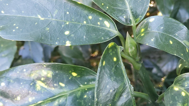 アオキの蕾 横浜市瀬谷区長屋門公園