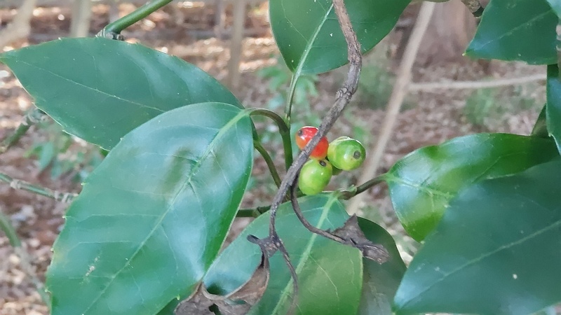 アオキの果実 横浜市瀬谷区長屋門公園