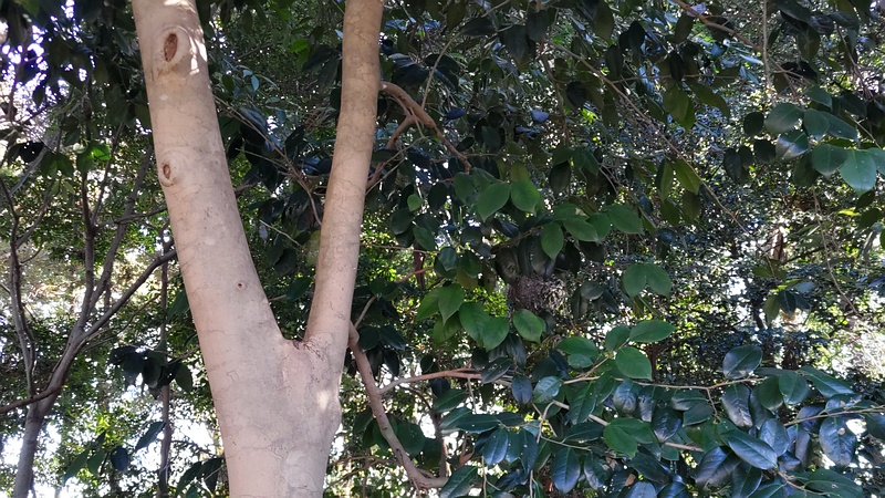 ツバキの木 横浜市瀬谷区長屋門公園