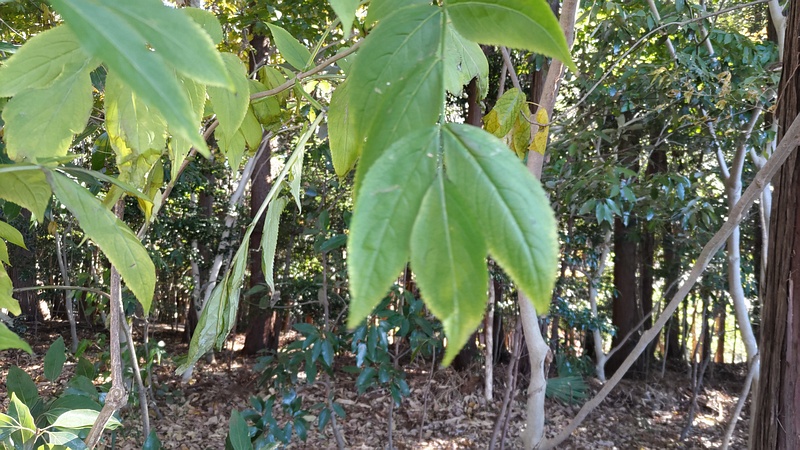 ニワトコ 横浜市瀬谷区長屋門公園