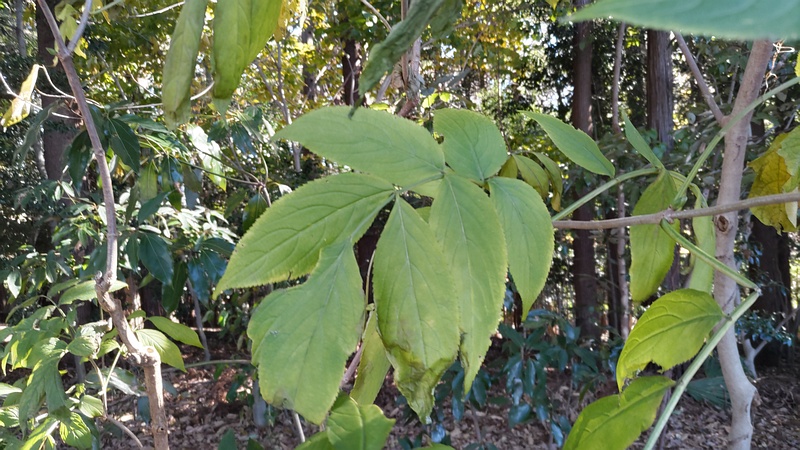 ニワトコ 横浜市瀬谷区長屋門公園