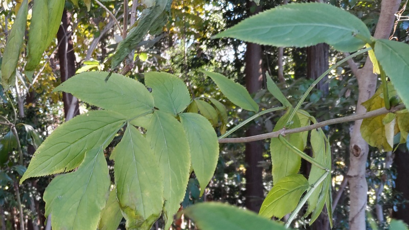 ニワトコ 横浜市瀬谷区長屋門公園
