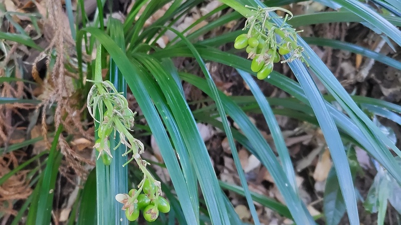 ノシランの果実 横浜市瀬谷区長屋門公園
