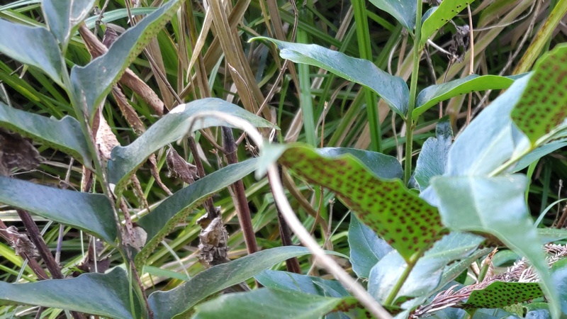 オニヤブソテツ 横浜市瀬谷区長屋門公園