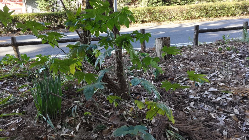 カジイチゴ 横浜市瀬谷区長屋門公園