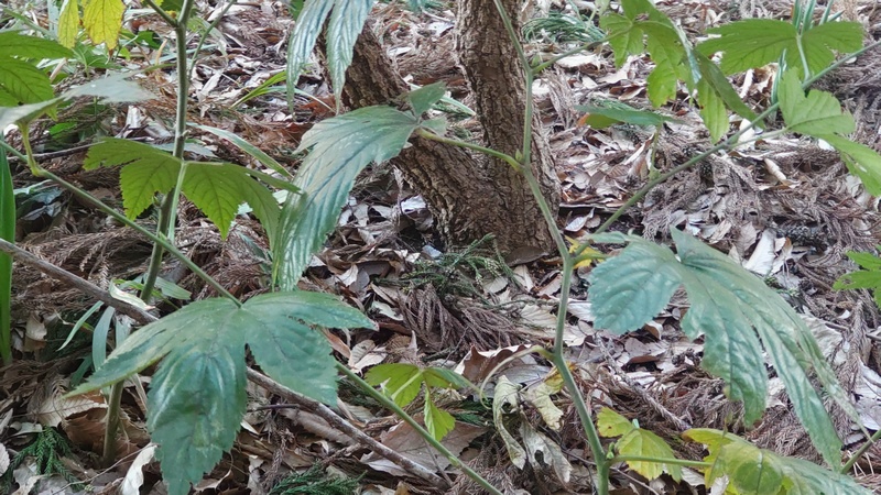 カジイチゴ 横浜市瀬谷区長屋門公園