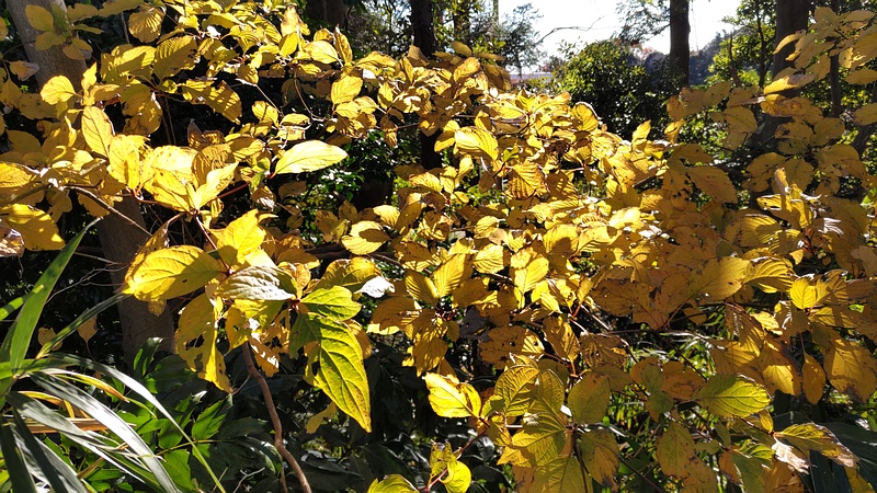 ミズキ 横浜市瀬谷区長屋門公園