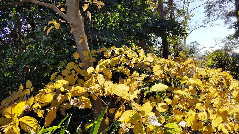 ミズキ 横浜市瀬谷区長屋門公園