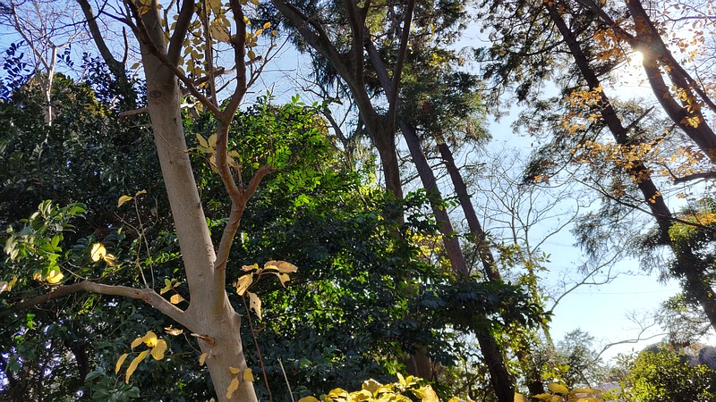 ミズキ 横浜市瀬谷区長屋門公園