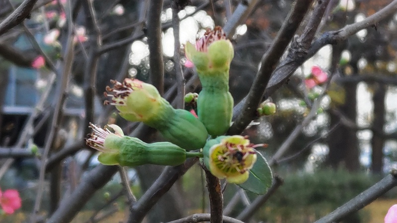 ボケの花、蕾、果実 東京都大田区平和の森公園