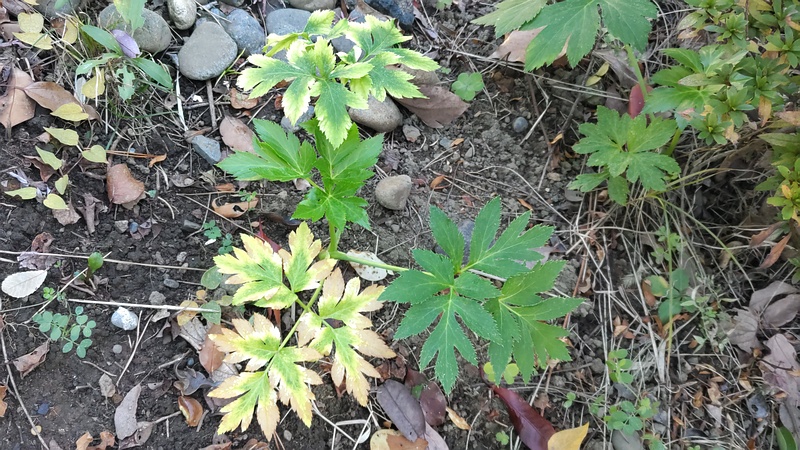 アシタバ 東京都大田区平和島公園