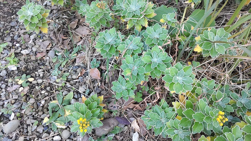 イソギクの花と蕾 東京都大田区平和島公園