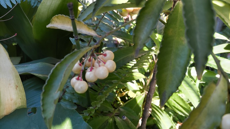 シロミノマンリョウ 東京都大田区平和島公園