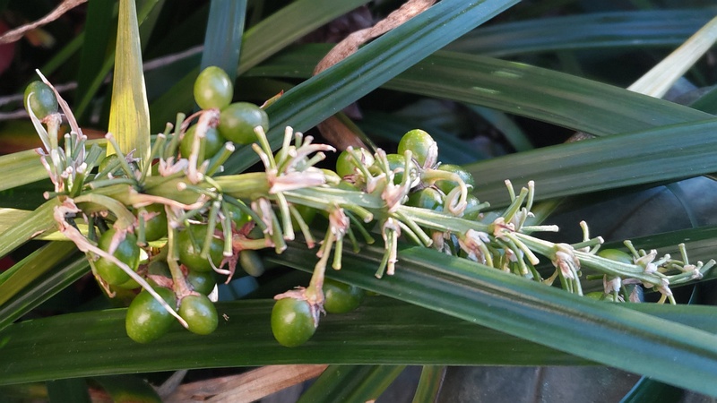 ノシランの果実 東京都大田区平和島公園