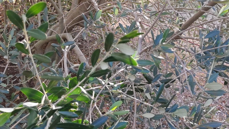 オリーブ 東京都大田区平和島公園