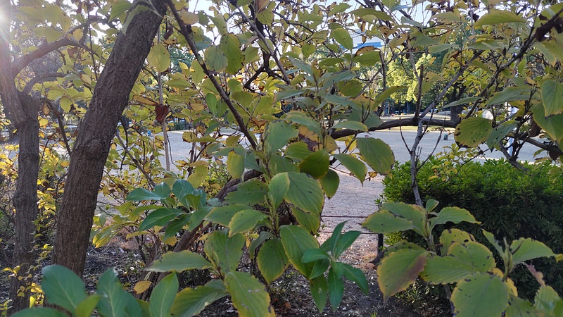 ミズキ 東京都大田区平和島公園