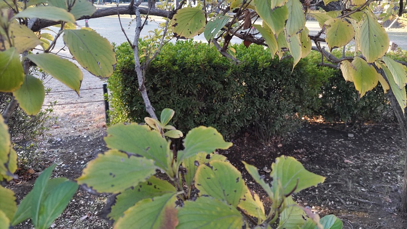 ミズキ 東京都大田区平和島公園