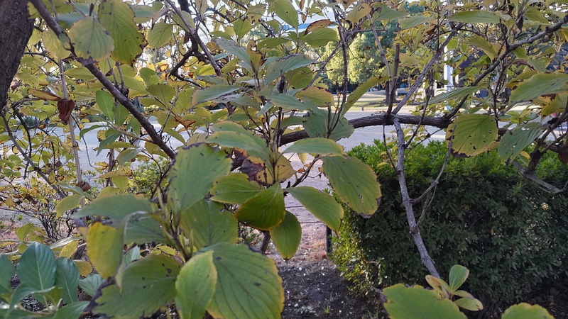 ミズキ 東京都大田区平和島公園