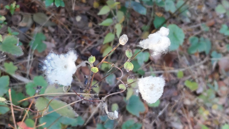 シュウメイギクの果実と綿毛 東京都大田区平和島公園