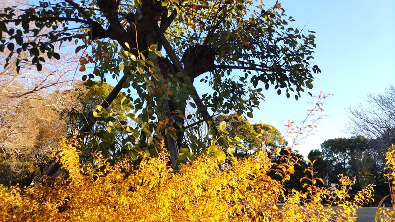 ユキヤナギの紅葉、マルバデイゴ 東京都大田区平和島公園