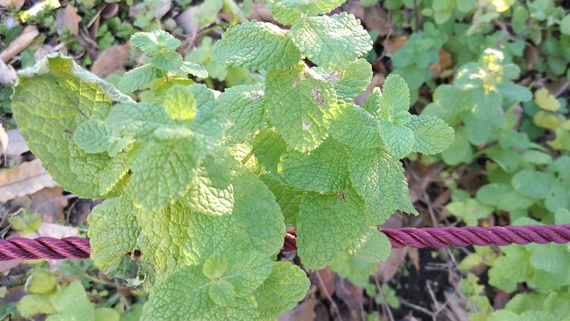 マルバハッカ 東京都大田区平和島公園