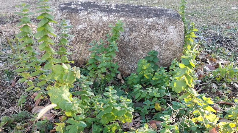 マルバハッカ 東京都大田区平和島公園