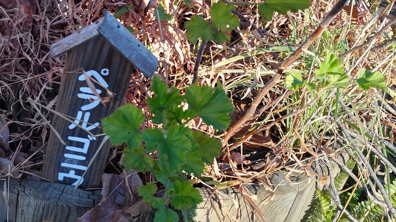 テンジクアオイ 東京都大田区平和島公園