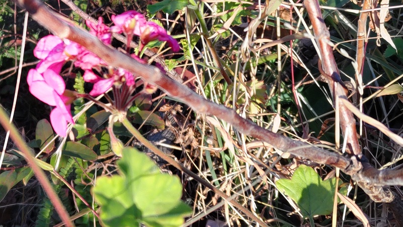 テンジクアオイの花 東京都大田区平和島公園