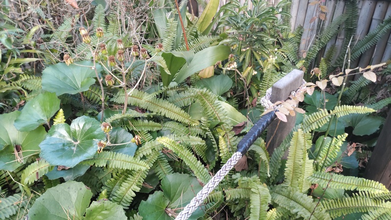 シロミノマンリョウのある茂み 東京都大田区平和島公園