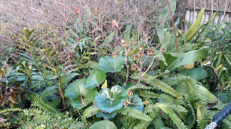 シロミノマンリョウのある茂み 東京都大田区平和島公園