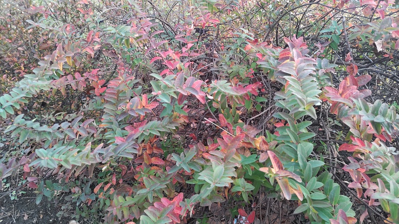 キンシバイ 東京都大田区平和島公園
