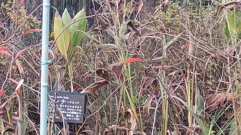 カンナの名札 東京都大田区平和島公園