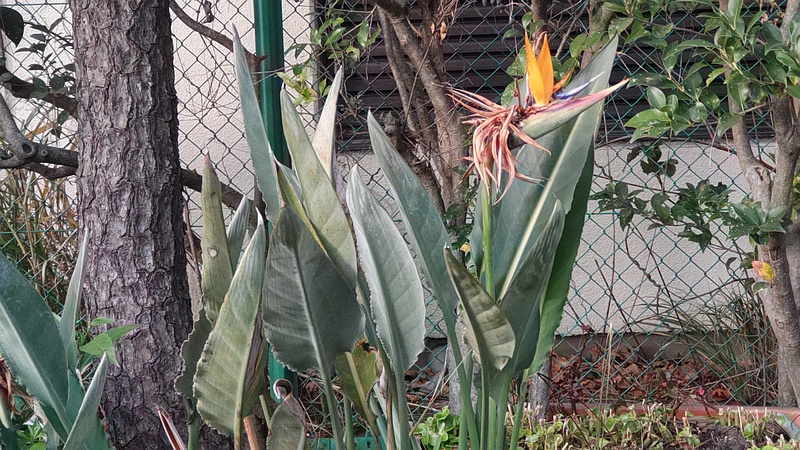 ゴクラクチョウカ 東京都大田区平和島公園