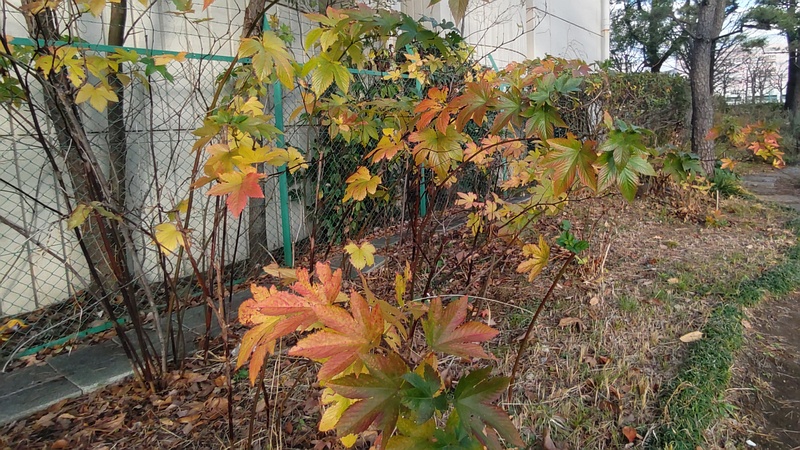 カジイチゴ 東京都大田区平和島公園