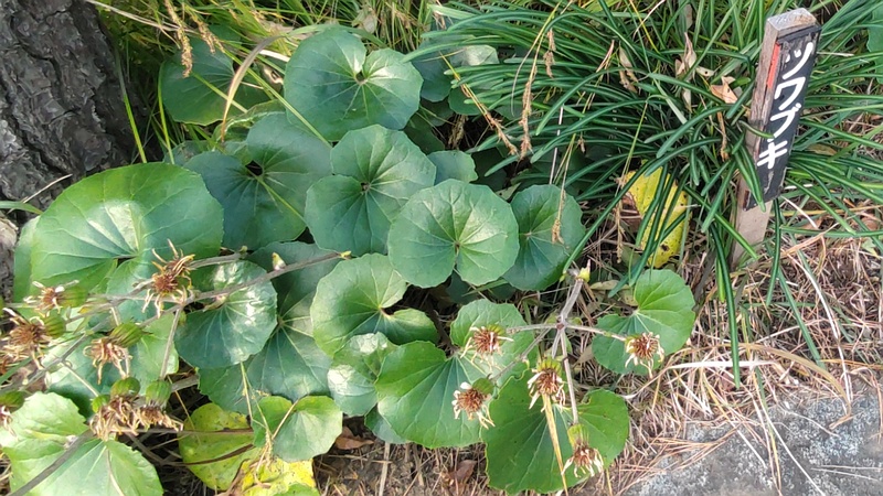 ツワブキの果実 東京都大田区平和島公園
