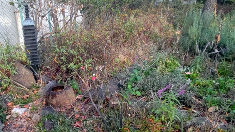 ボケ、アメジストセージ、ネズミモチ、ツワブキ 東京都大田区平和島公園