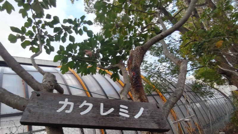 カクレミノの名札 東京都大田区平和島公園