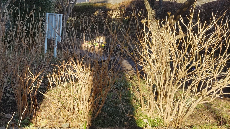 アジサイ 横浜市旭区鶴ヶ峰本町畠山重忠公碑