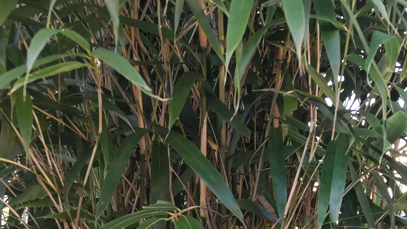 ヤダケ 横浜市旭区鶴ヶ峰本町畠山重忠公碑