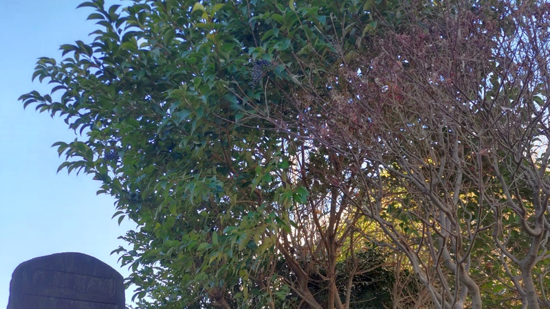 ノムラモミジとトウネズミモチ 横浜市旭区鶴ヶ峰本町畠山重忠公碑