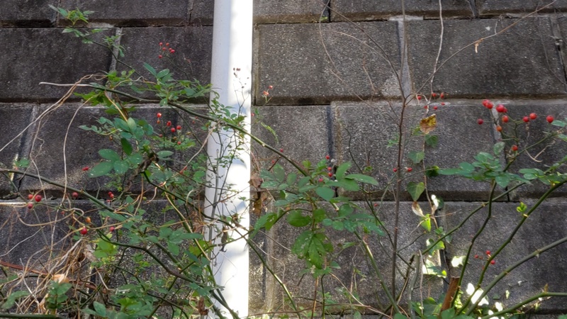 ノイバラの果実 横浜市旭区今川町