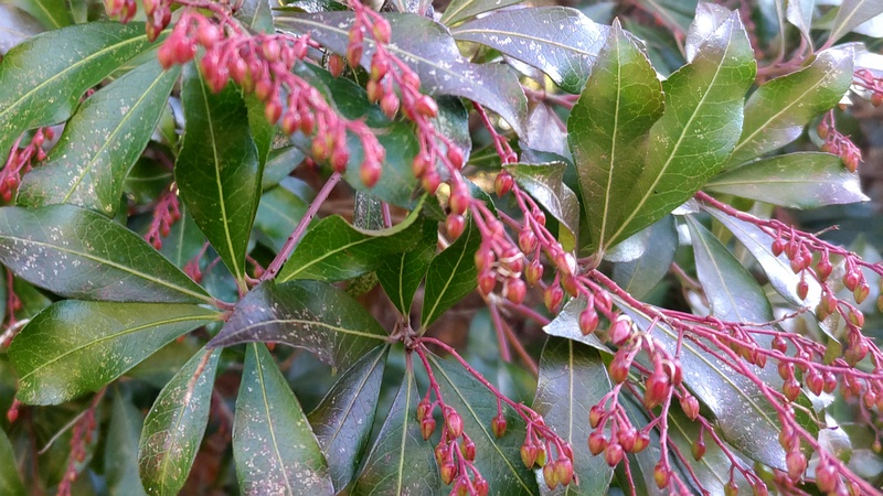 アセビの蕾 横浜市旭区今川町