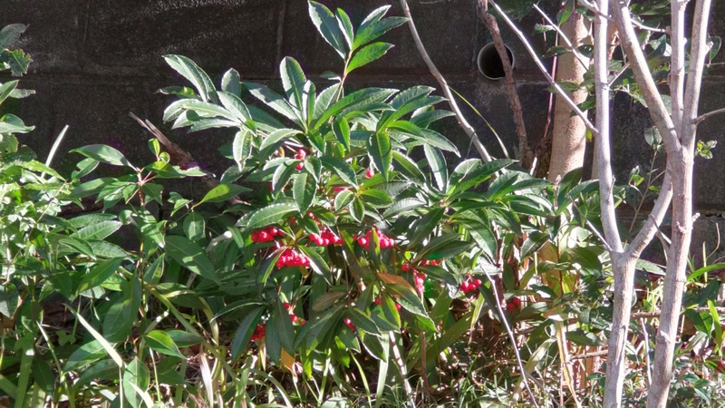マンリョウの果実 横浜市旭区今川町