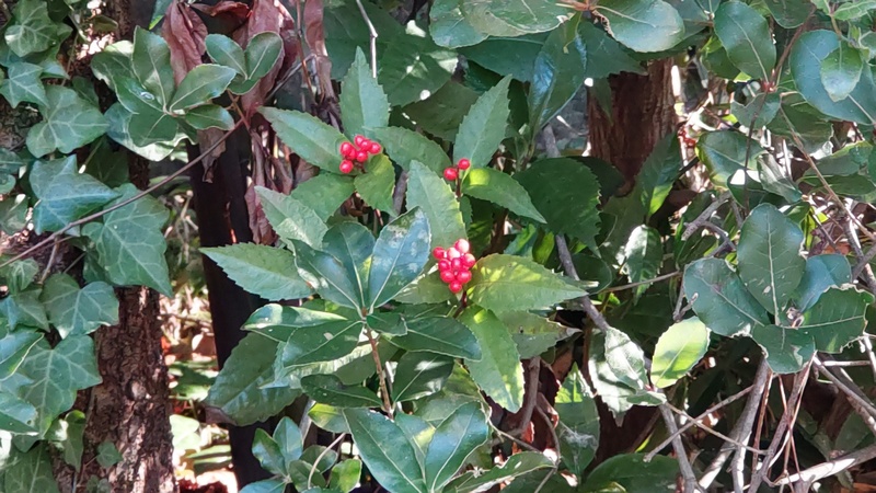 センリョウの果実 横浜市旭区今川町